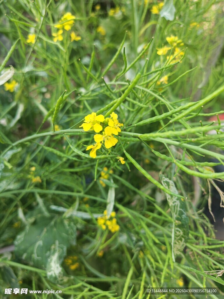 绿色丛中的黄色小花