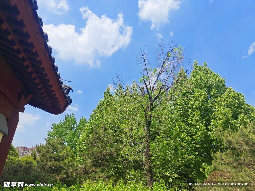 古建旁绿意盎然的树木