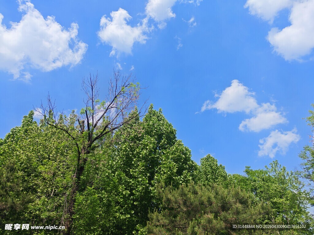 蓝天绿树风景图