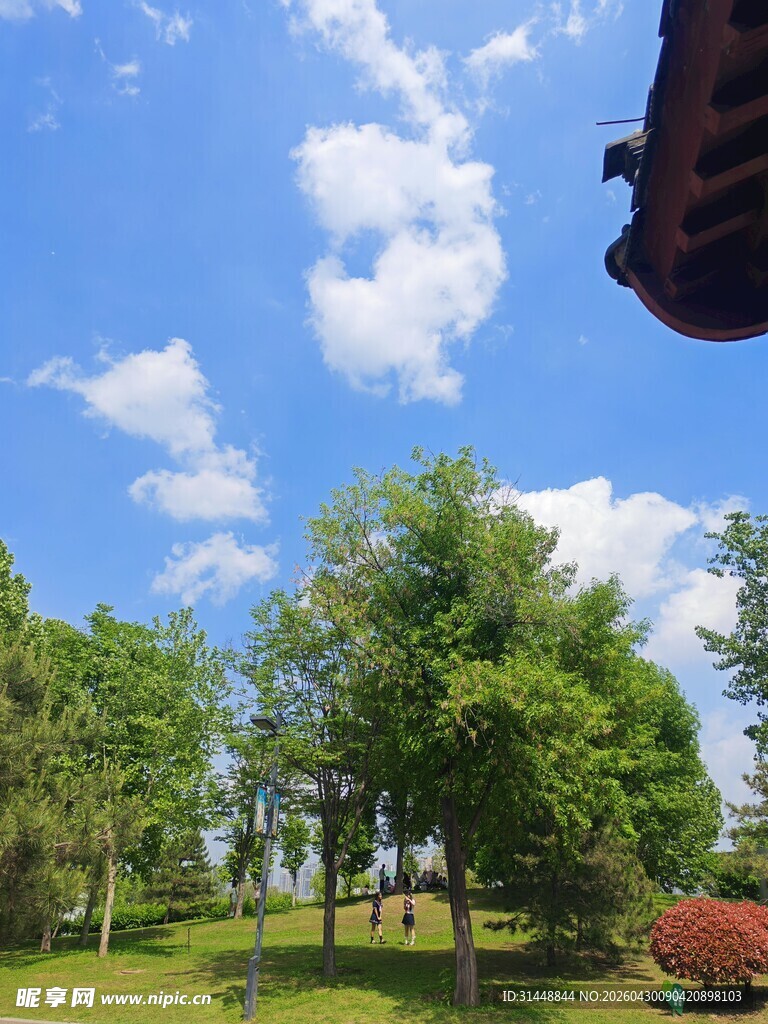蓝天白云下的绿树景致