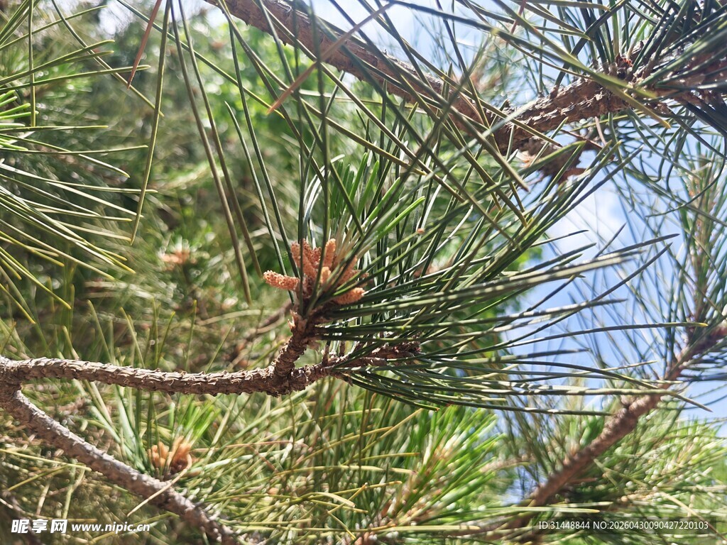 松树枝叶与松果特写