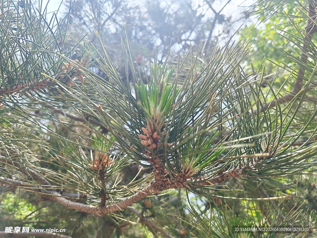 松树枝头的生机景象