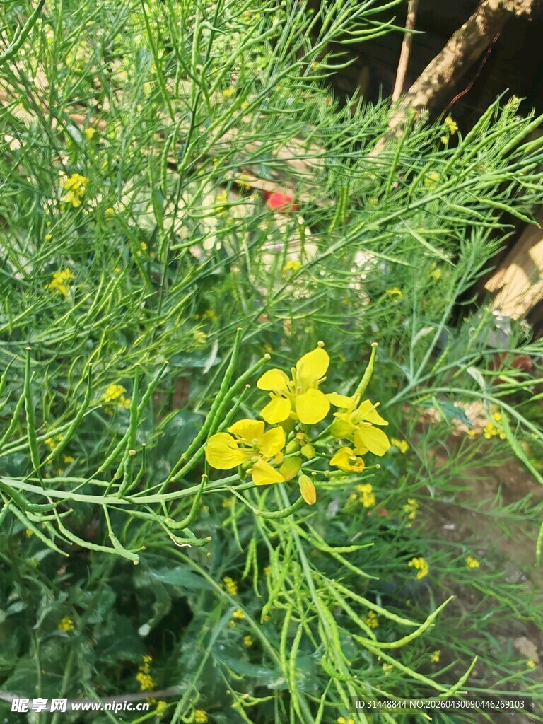 黄色小花的绿色植物