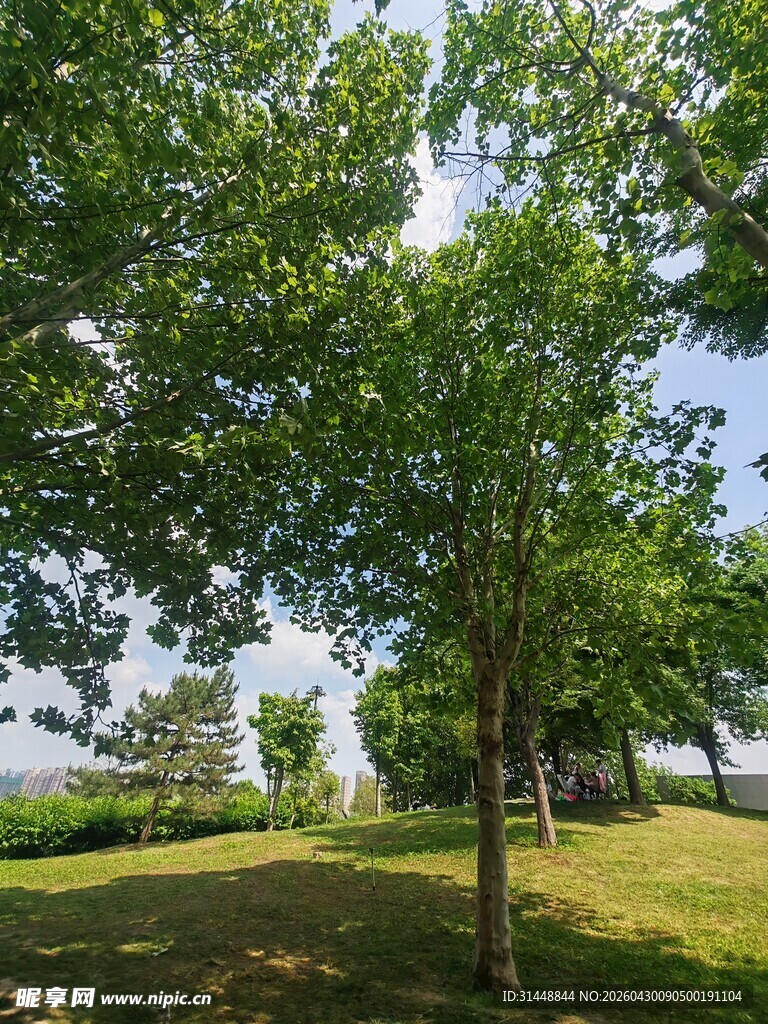 夏日绿荫下的清新户外景色