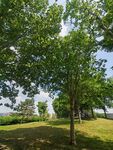 夏日绿荫草地自然风光