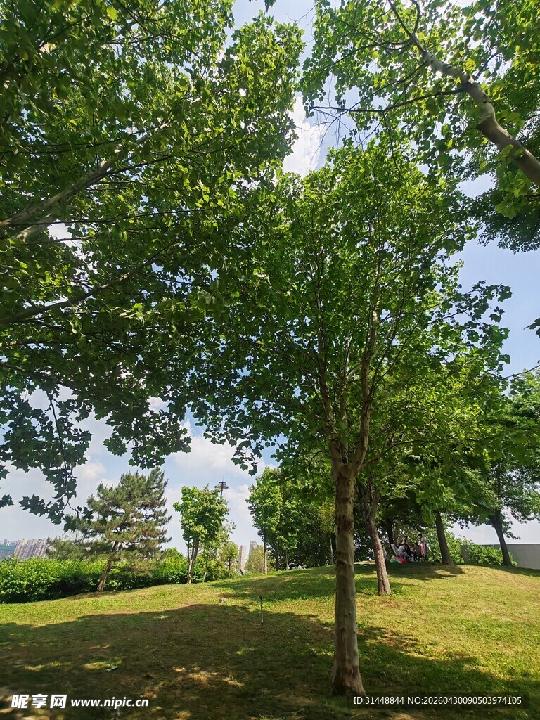 夏日绿荫草地自然风光