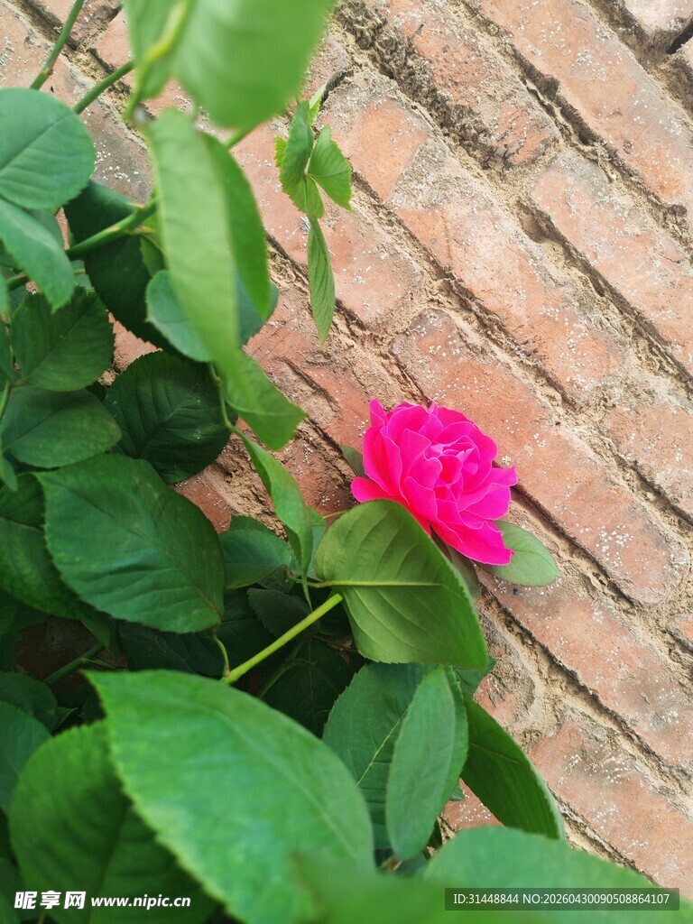 墙边绽放的娇艳月季花