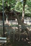围栏中的几只长颈鹿