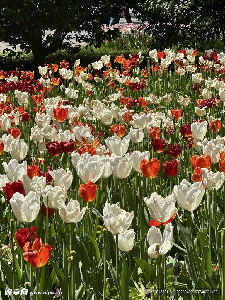 多彩郁金香花海