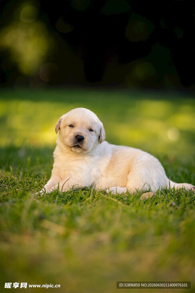 草地上的可爱小金毛犬