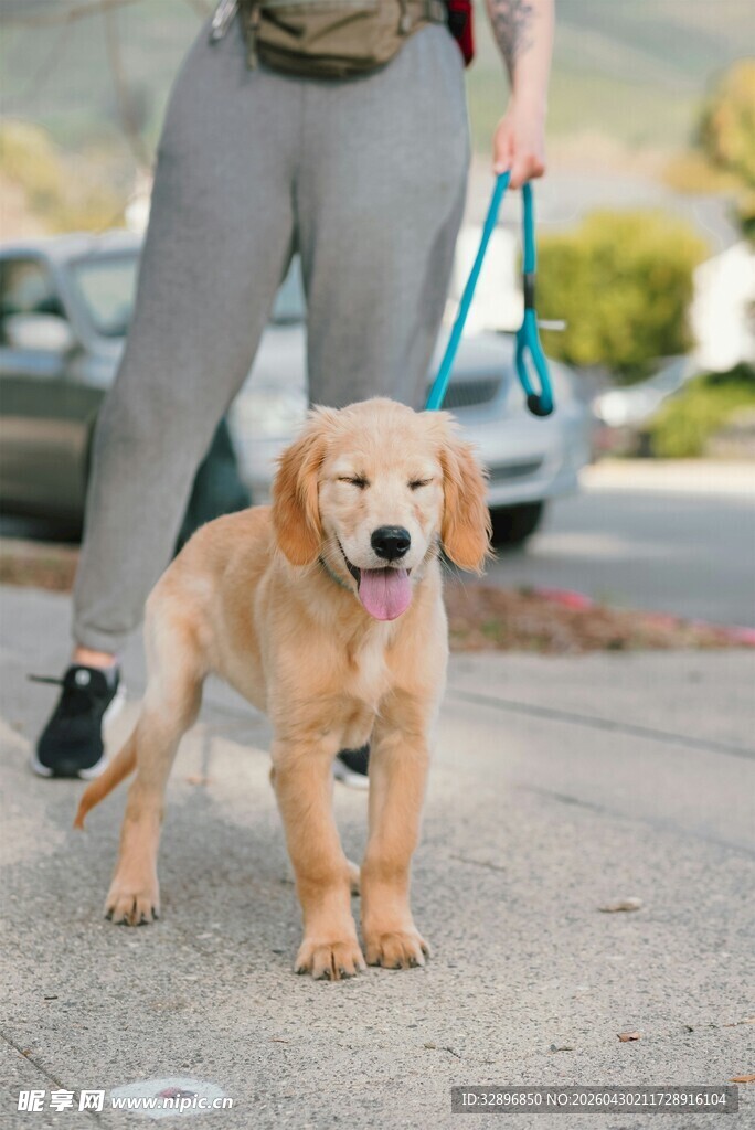 女子牵金毛犬漫步街头