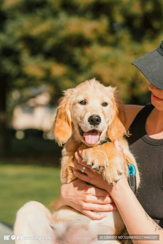 男子怀中可爱金毛幼犬