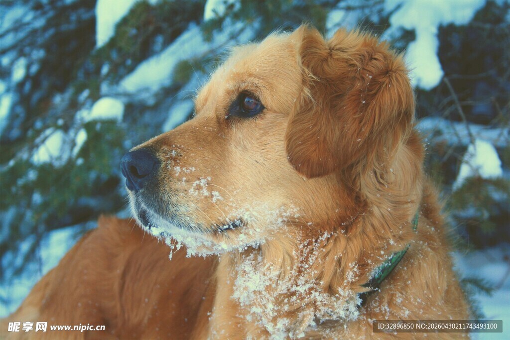 雪中金毛犬的静谧瞬间
