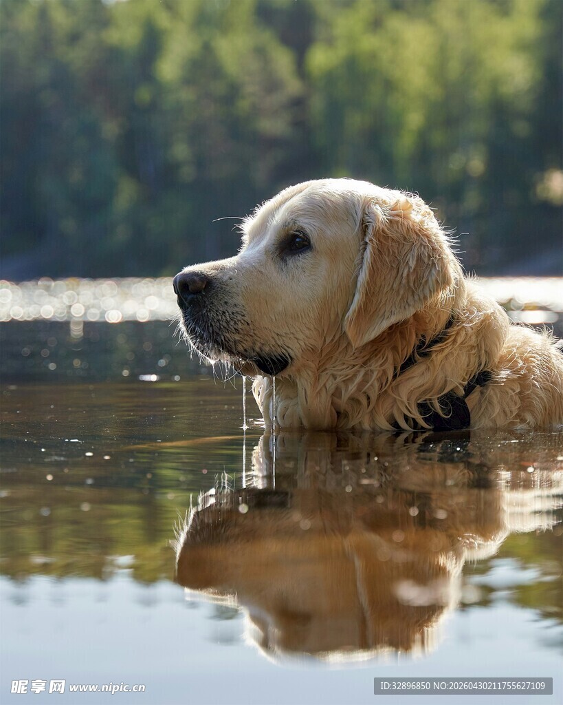 水中金毛犬的悠然时刻