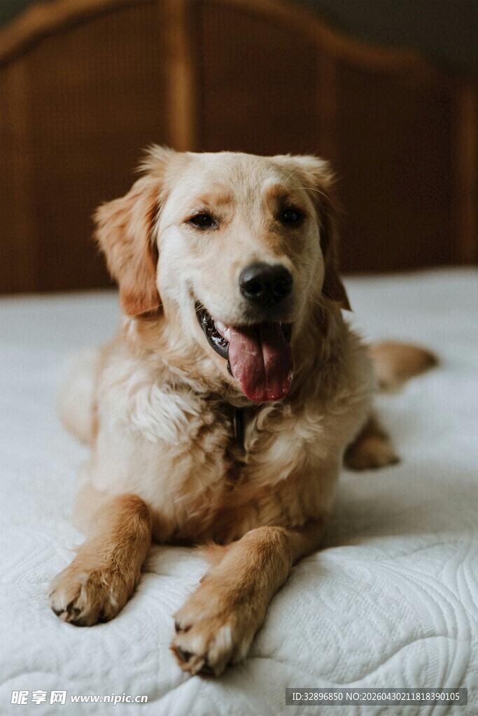 趴卧的可爱金毛犬