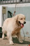 可爱金毛犬户外惬意模样