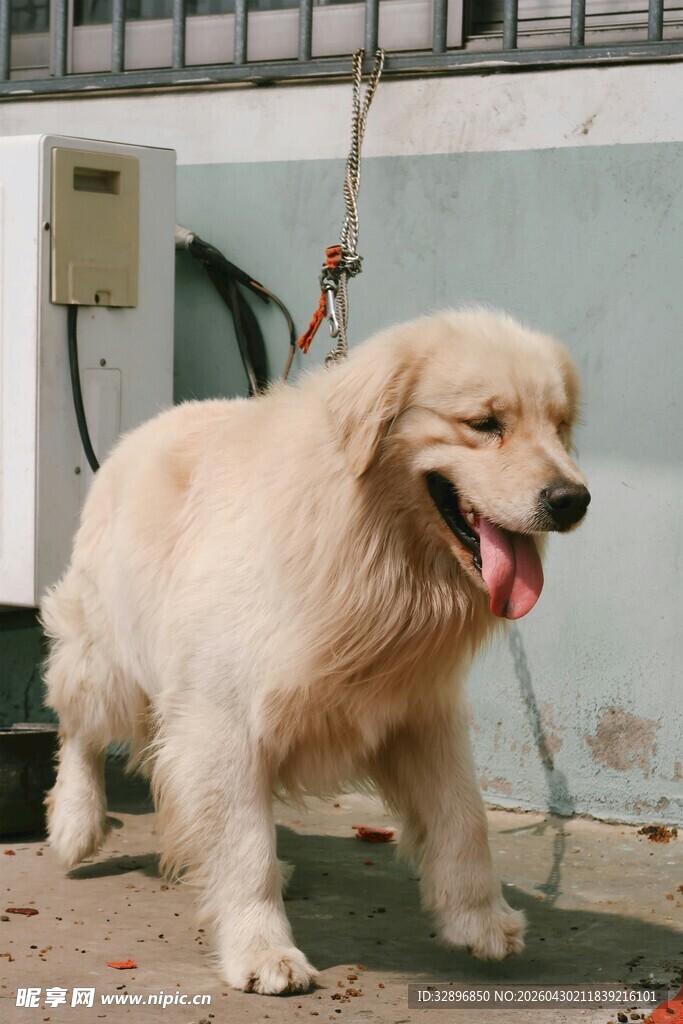 可爱金毛犬户外惬意模样