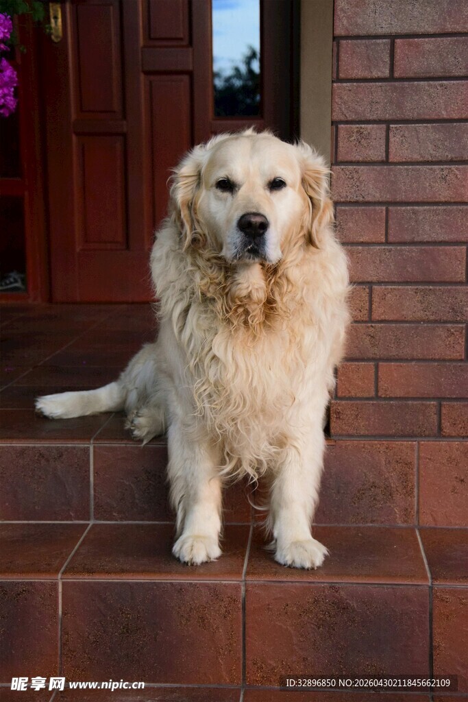 门前的可爱金毛犬