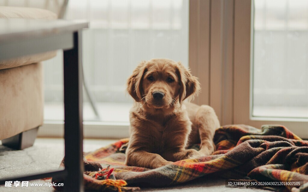 可爱幼犬惬意趴卧地毯上