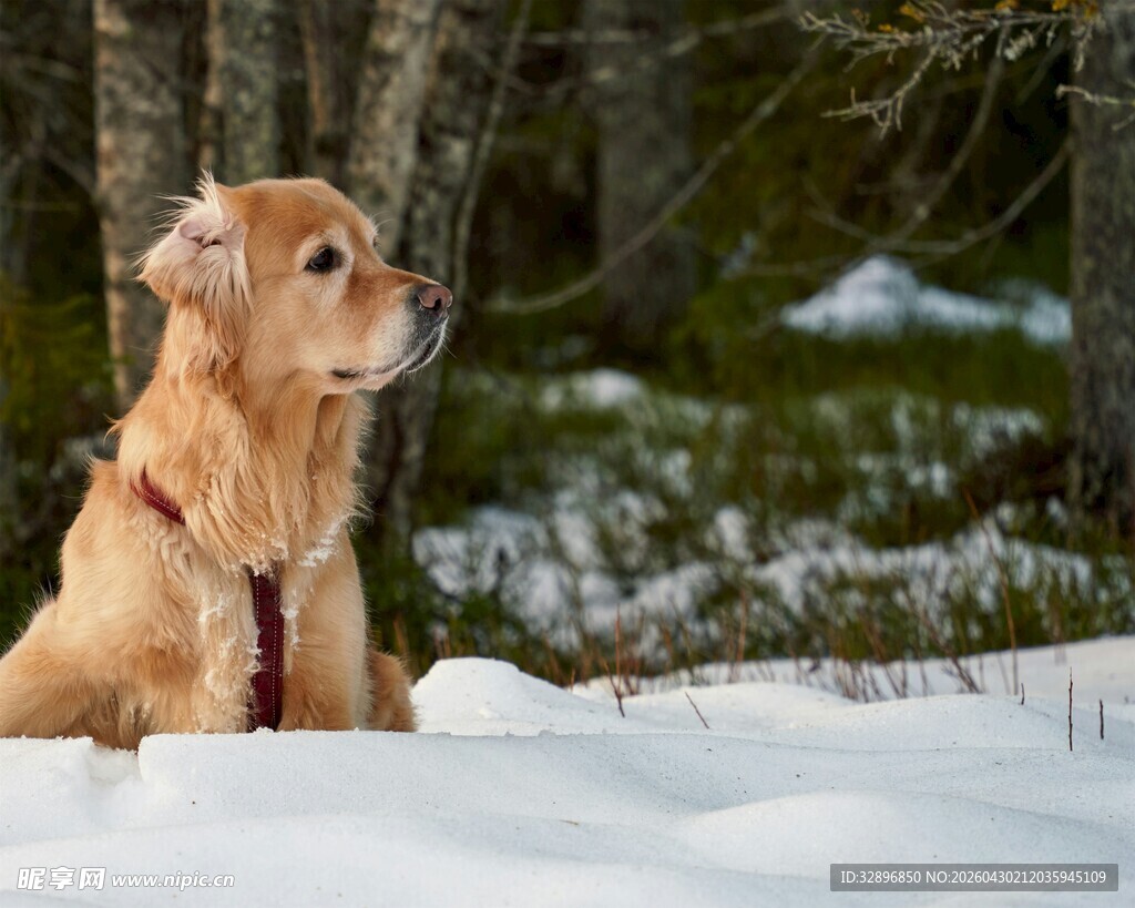 雪地中的金毛犬