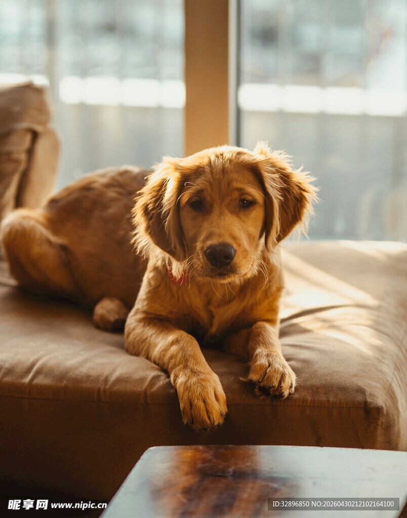 沙发上休憩的可爱金毛犬
