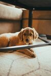 趴着的可爱幼犬