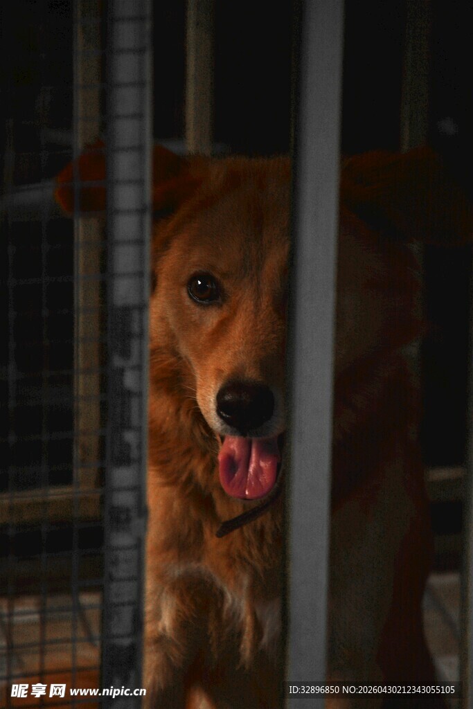笼中吐舌的棕色狗狗