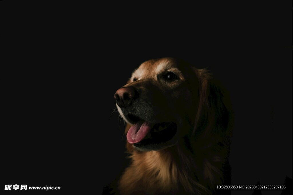 可爱金毛犬特写