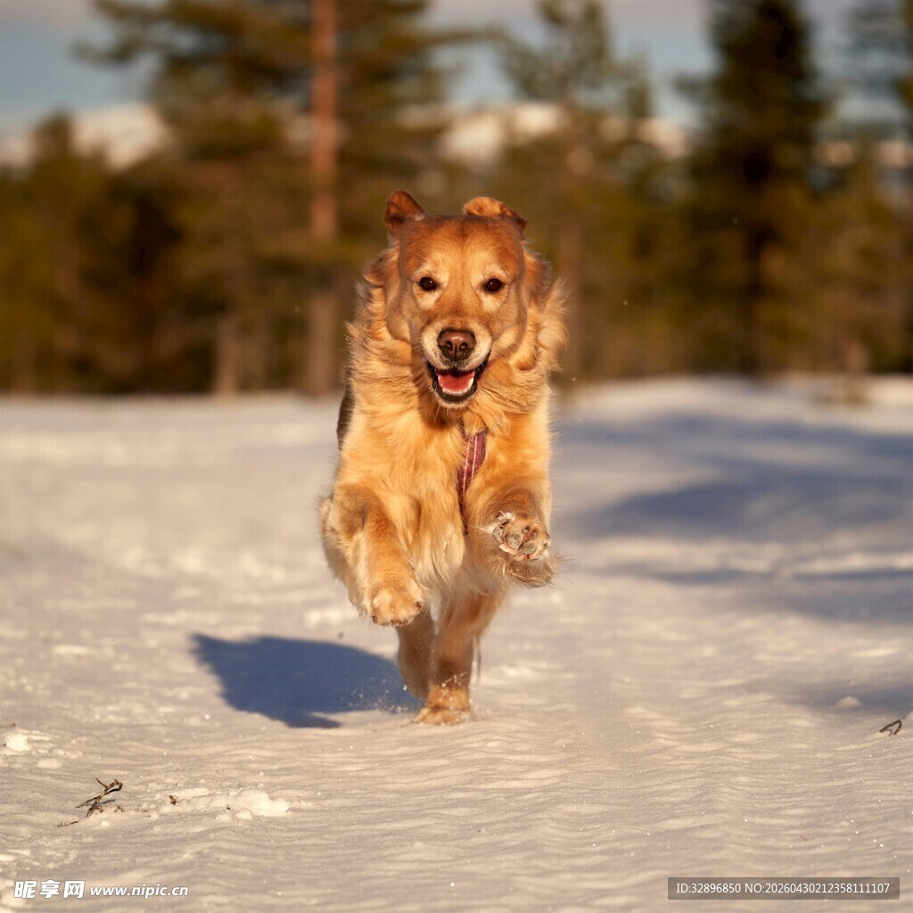 雪地中奔跑的金毛犬