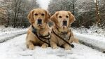 雪地中的两只金毛犬