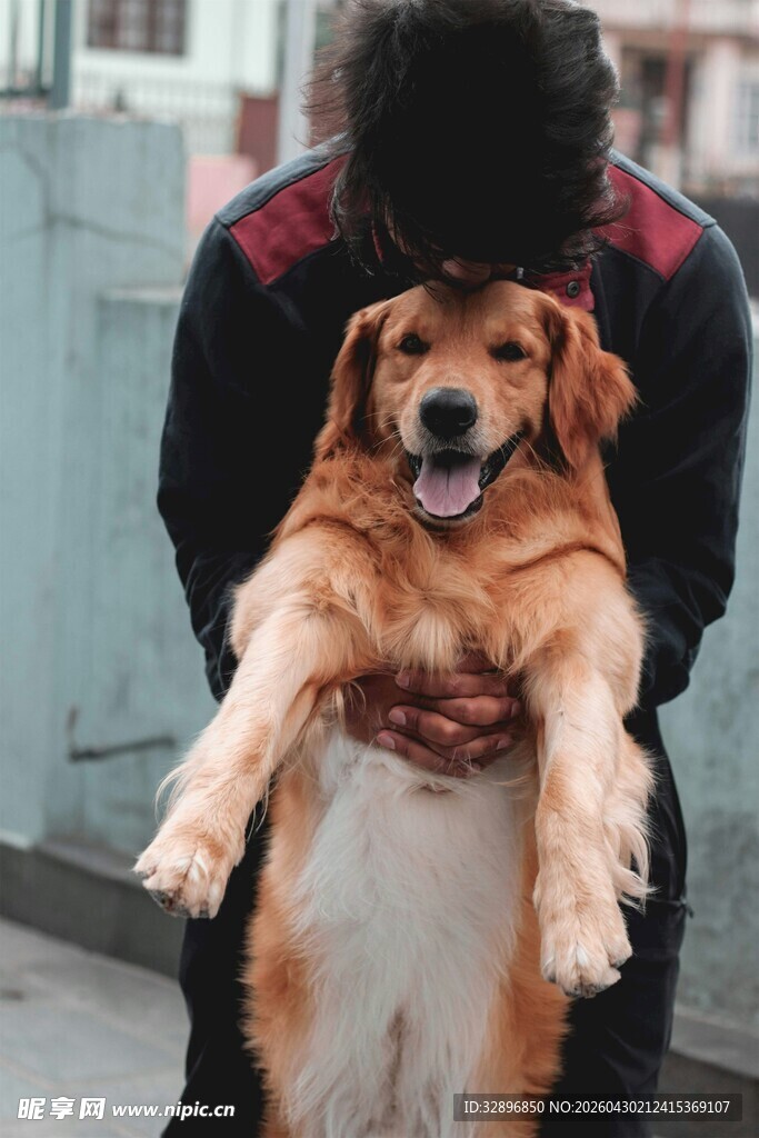 男子抱金毛犬温馨瞬间
