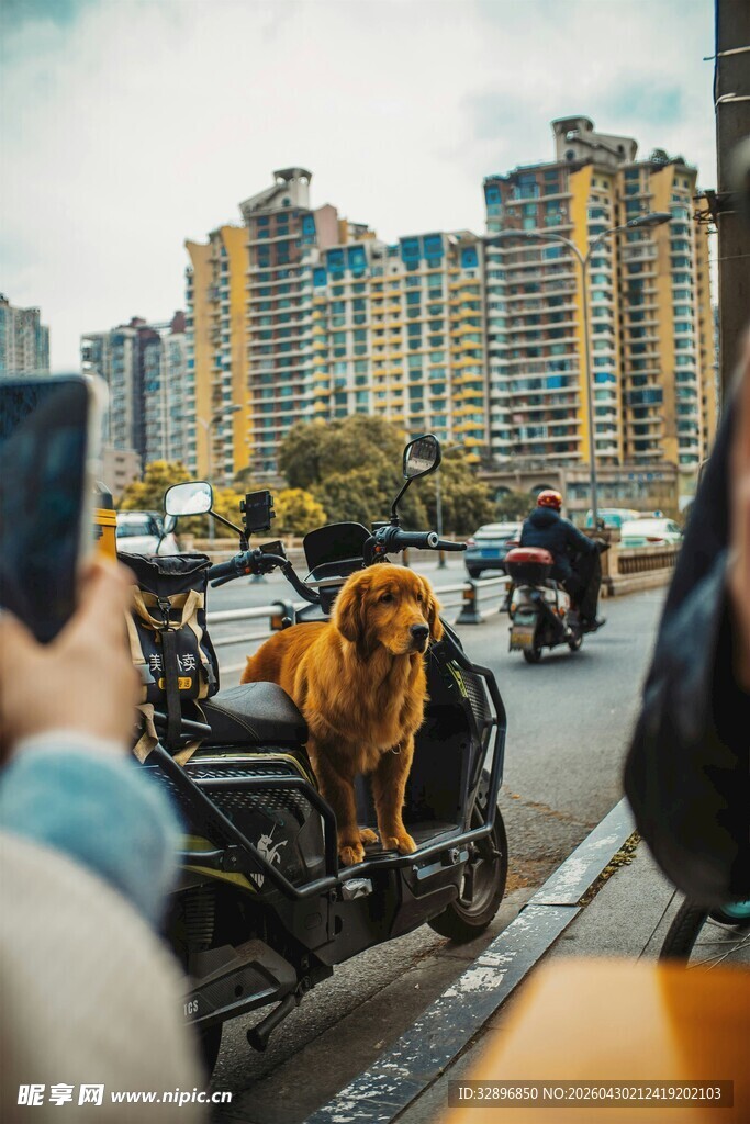 街头小狗拉车有趣一幕