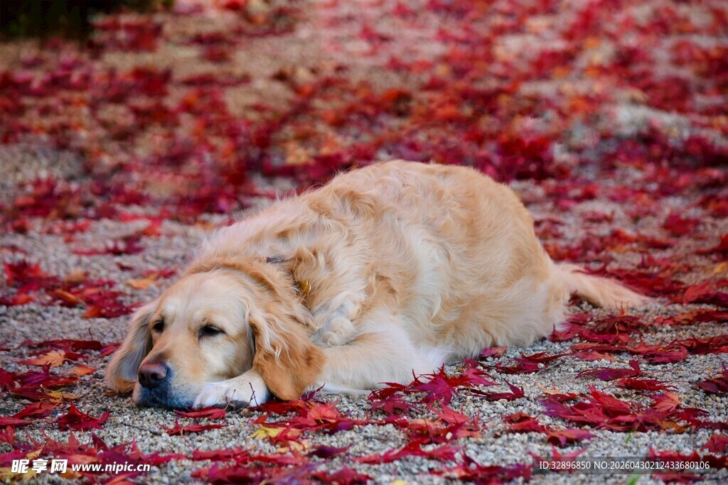 金毛犬卧于花瓣地毯上