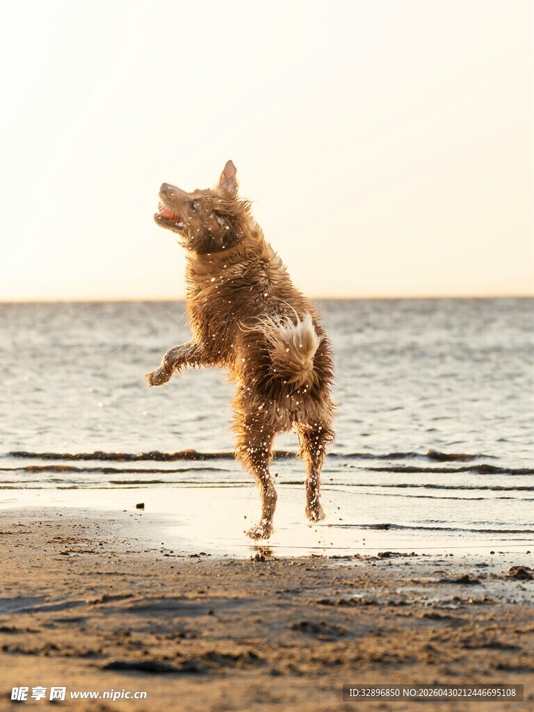 沙滩上欢跳的金毛犬