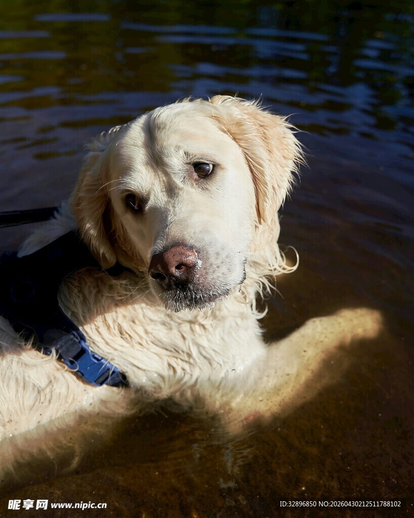 水中惬意的金毛犬