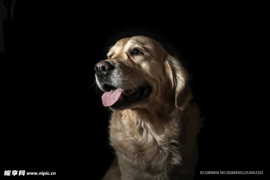 金毛犬吐舌可爱瞬间