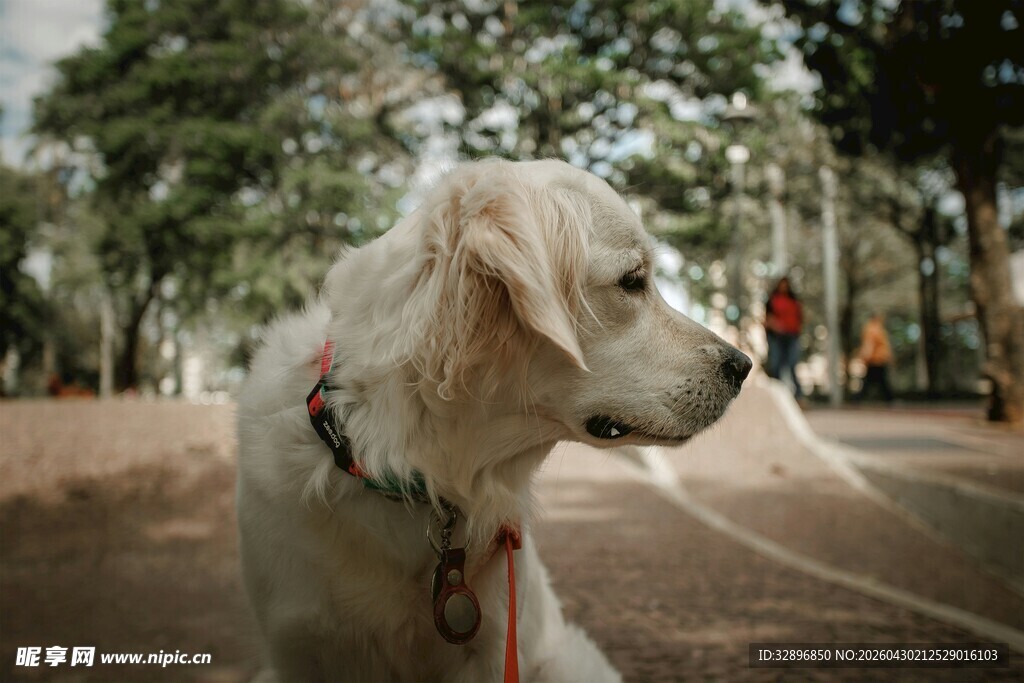公园中坐着的金毛犬
