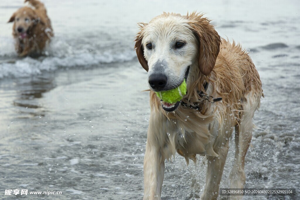 海边嬉戏的金毛犬