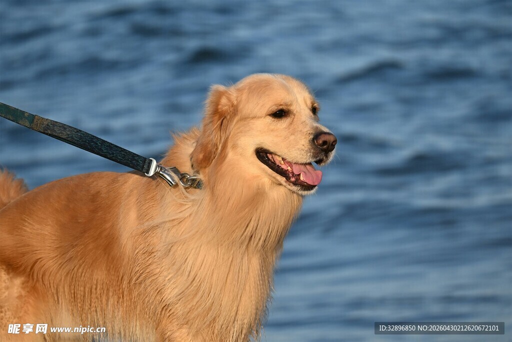 海边的金毛犬