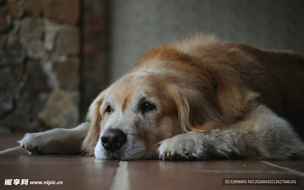 趴在地上的慵懒金毛犬