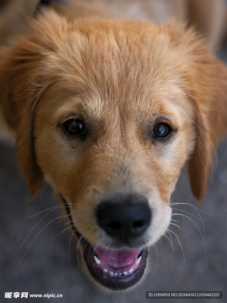 可爱金毛犬张嘴露笑