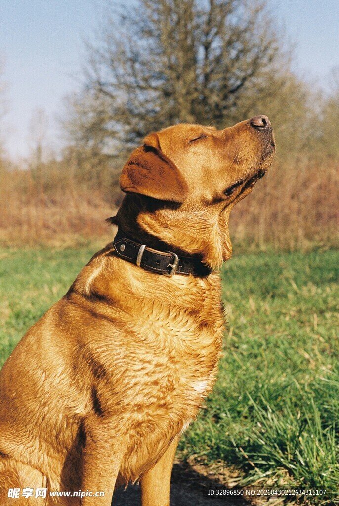 阳光下的棕犬