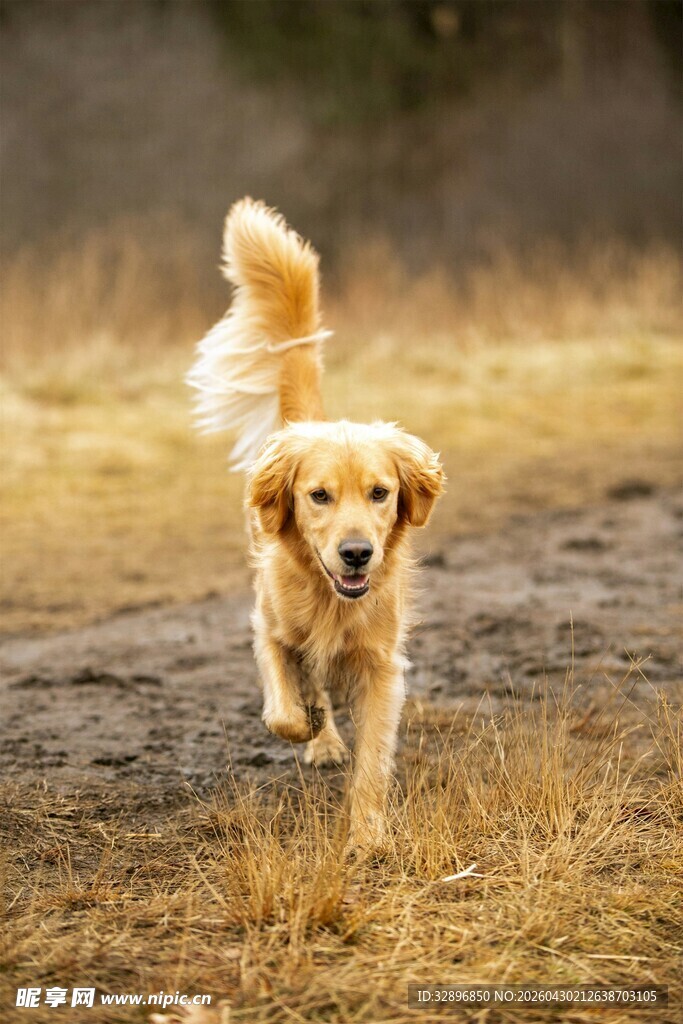 奔跑的金毛犬