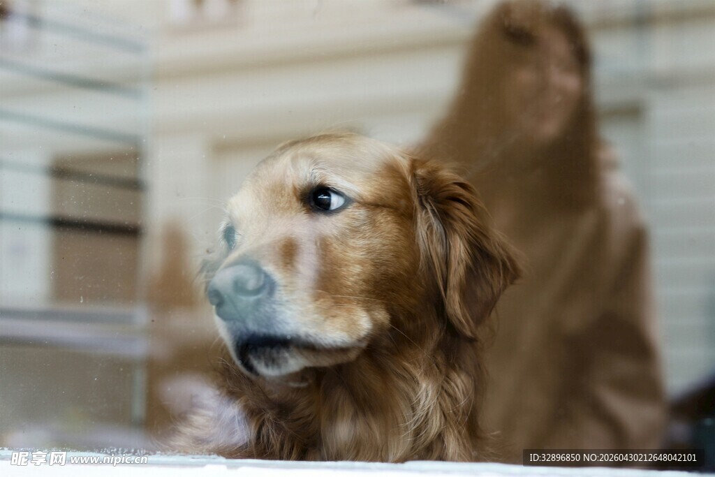 可爱金毛犬的专注瞬间
