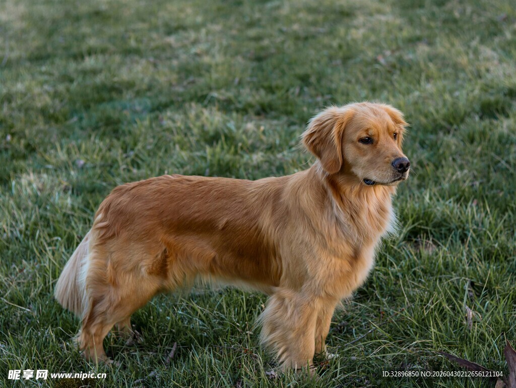 草地上的金毛犬
