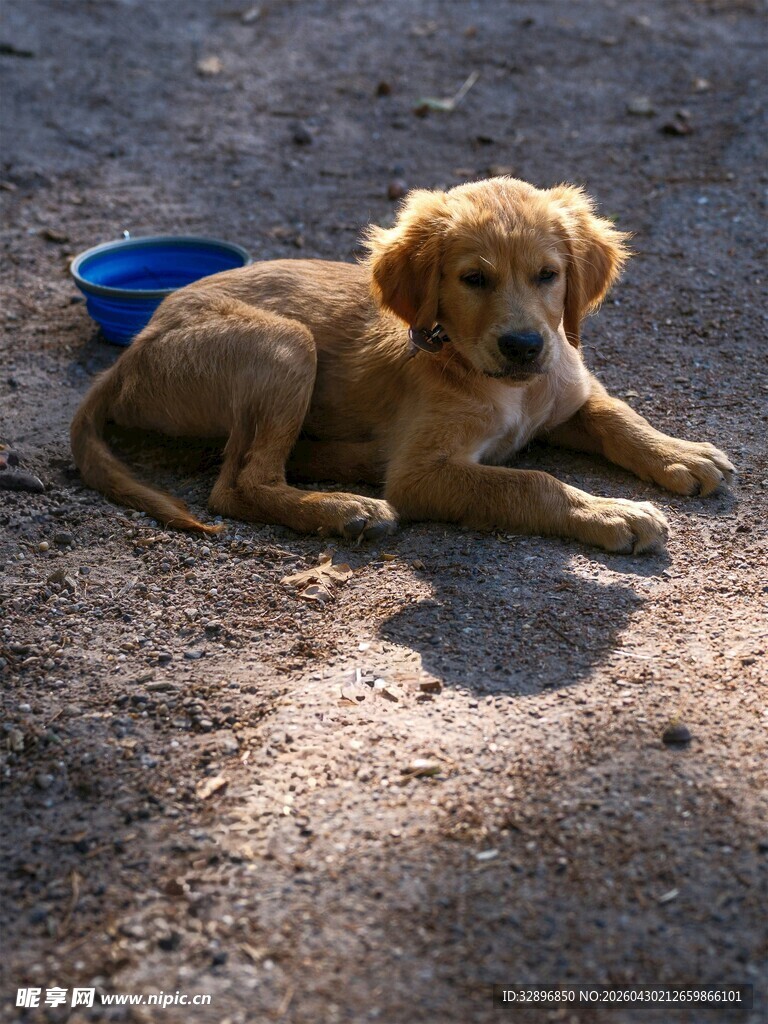 趴着的可爱金毛幼犬