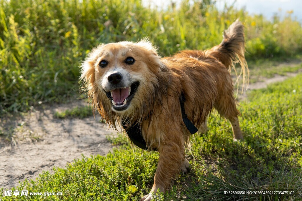 阳光下奔跑的快乐金毛犬