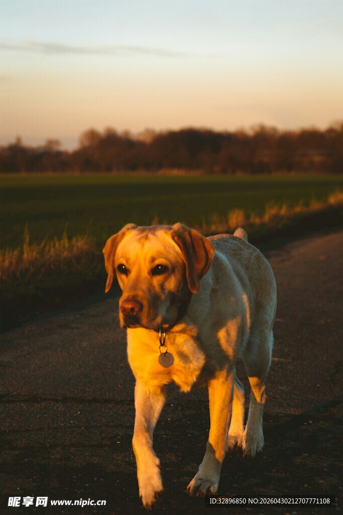 夕阳下漫步的金毛犬