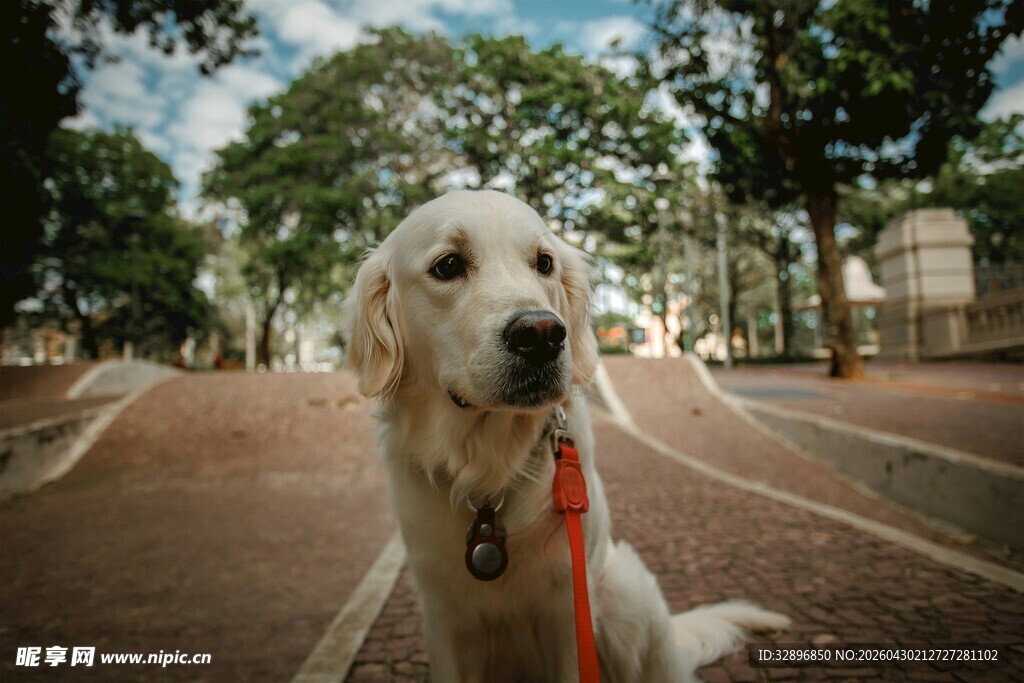 户外可爱金毛犬被人牵着