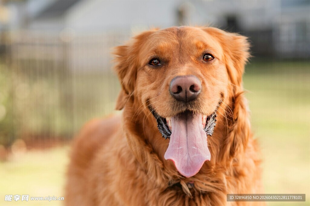 可爱金毛犬伸舌卖萌